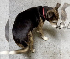 Sweet Adorable Amy - Female Italian Greyhound Dog for Adoption - Photo #2