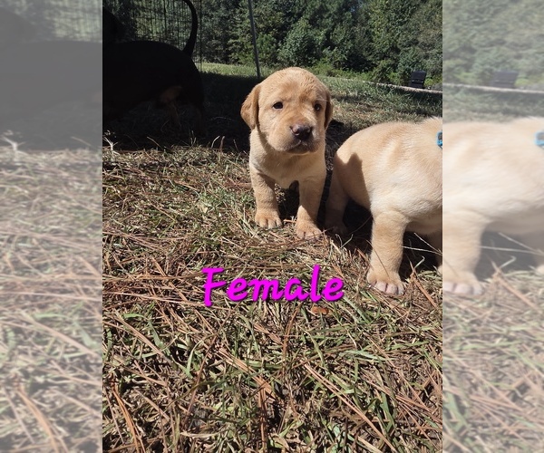 Medium Photo #1 Labrador Retriever Puppy For Sale in NEWNAN, GA, USA