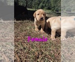 Puppy Female Labrador Retriever