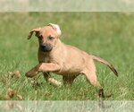 Small Photo #9 Australian Shepherd-Beagle Mix Puppy For Sale in Mechanicsburg, PA, USA