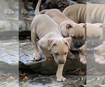 Small Photo #3 Bullypit Puppy For Sale in MARBLE FALLS, AR, USA