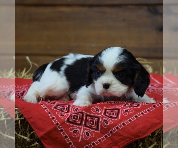 Medium Photo #1 Cavalier King Charles Spaniel Puppy For Sale in NEWMANSTOWN, PA, USA