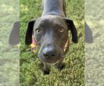 Small Labrador Retriever Mix