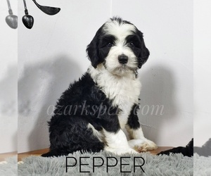 Sheepadoodle Puppy for sale in CEDAR GAP, MO, USA