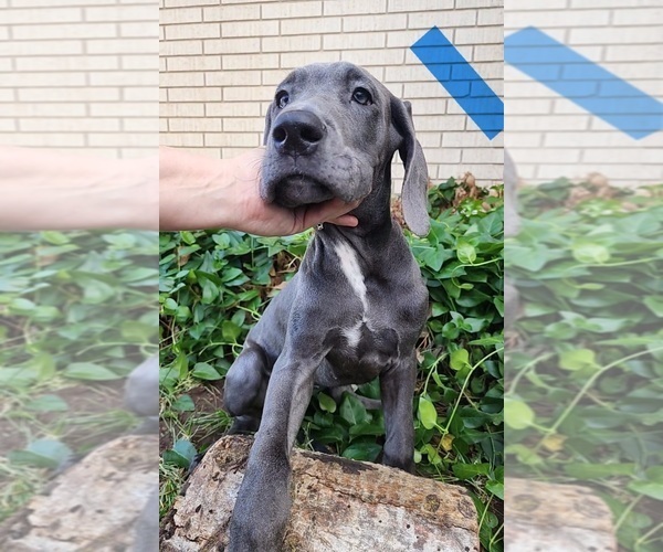 Medium Photo #5 Great Dane Puppy For Sale in OGDEN, UT, USA