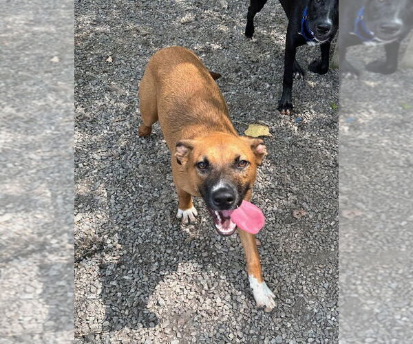 Medium Photo #4 Mutt Puppy For Sale in Elmsford, NY, USA