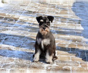 Schnauzer (Miniature) Puppy for sale in SYRACUSE, IN, USA