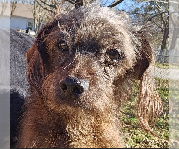 Medium Photo #2 Dachshund-Unknown Mix Puppy For Sale in Cranston, RI, USA
