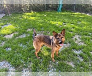 German Shepherd Dog-Unknown Mix Dogs for adoption in Hoffman Estates, IL, USA