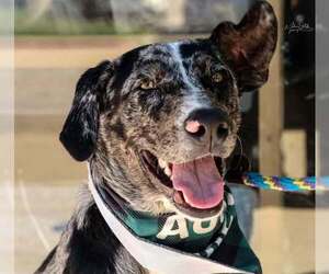 Catahoula Leopard Dog-Unknown Mix Dogs for adoption in Rowlett, TX, USA