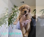 Small #2 Golden Retriever