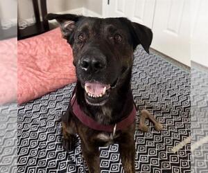 FREDDY - Male Labrador Retriever-Unknown Mix Dog for Adoption - Photo #2