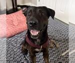 Small #1 Labrador Retriever Mix