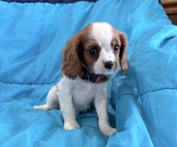 Medium Photo #3 Cavalier King Charles Spaniel Puppy For Sale in THORP, WI, USA