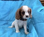 Small #2 Cavalier King Charles Spaniel