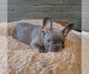 French Bulldog Puppy for sale in WINDHAM, NH, USA