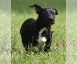 Small #8 Chiweenie