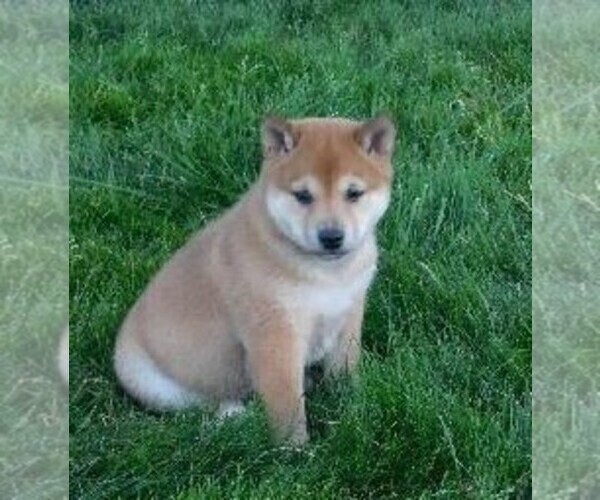 View Ad: Shiba Inu Puppy for Sale near Ohio, FREDERICKSBG, USA. ADN-205978