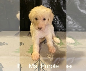 Labradoodle Puppy for sale in CUERO, TX, USA