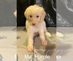 Image preview for Ad Listing. Nickname: Ms Purple