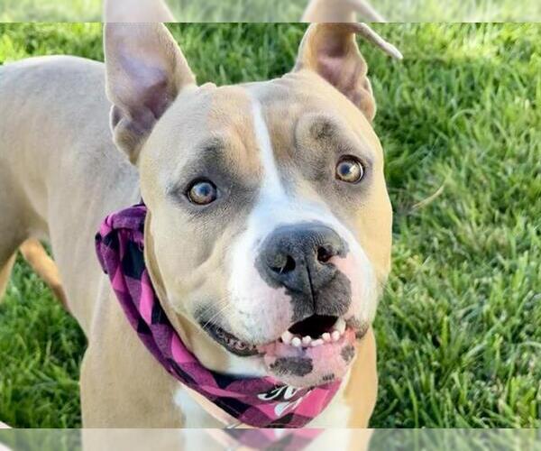 Medium Photo #1 American Pit Bull Terrier Puppy For Sale in Pueblo, CO, USA