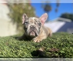 Small #1 French Bulldog