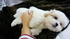Small Photo #8 Mal-Shi Puppy For Sale in FULLERTON, CA, USA