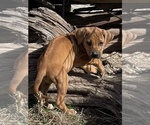 Small Photo #58 Rhodesian Ridgeback Puppy For Sale in MORONGO VALLEY, CA, USA