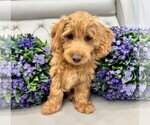 Puppy Emma Double Doodle