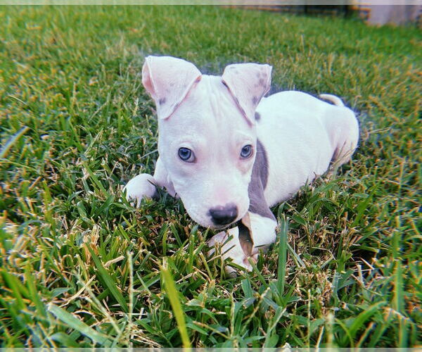 Medium Photo #3 American Pit Bull Terrier-Unknown Mix Puppy For Sale in Lakewood, CO, USA