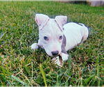 Small #2 American Pit Bull Terrier Mix