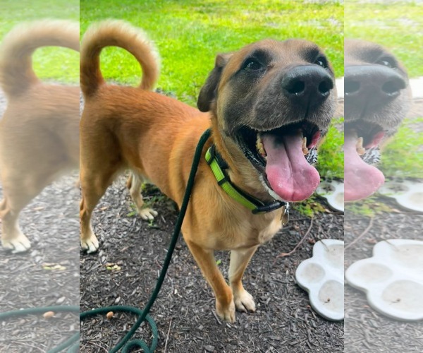 Medium Photo #8 Black Mouth Cur-Unknown Mix Puppy For Sale in Rockaway, NJ, USA