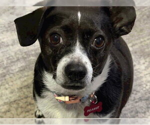 Chiweenie Dogs for adoption in Marina del Rey, CA, USA
