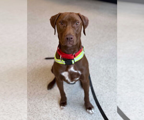Medium Photo #2 Labrador Retriever-Unknown Mix Puppy For Sale in Wheaton, IL, USA