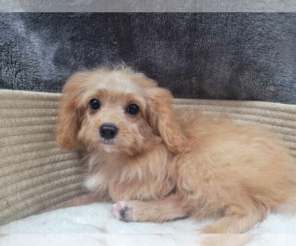 Medium Photo #5 Cavapoo Puppy For Sale in Lincolnwood, IL, USA