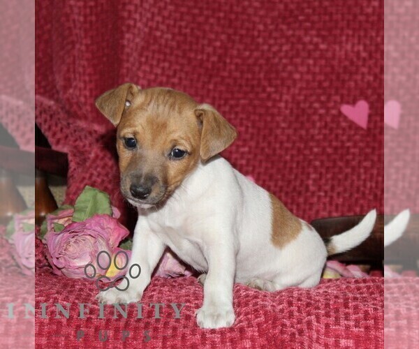 Medium Photo #5 Jack Russell Terrier Puppy For Sale in KIRKWOOD, PA, USA