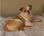 Small Photo #1 Olde English Bulldogge Puppy For Sale in MOUNT AIRY, NC, USA
