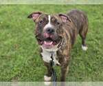 Small #2 American Pit Bull Terrier Mix