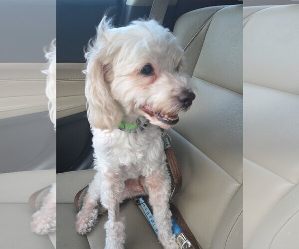 Medium Photo #4 Maltipoo (Miniature) Puppy For Sale in San Diego, CA, USA