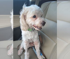 Petree - Male Maltipoo (Miniature) Dog for Adoption - Photo #4