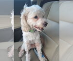 Small Photo #4 Maltipoo (Miniature) Puppy For Sale in San Diego, CA, USA