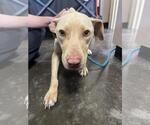 Small #3 Mutt