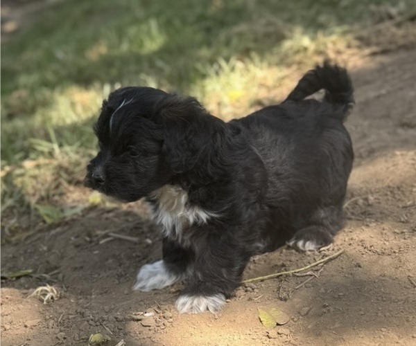 Medium Photo #6 Havanese Puppy For Sale in BRISBANE, CA, USA
