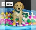 Small Photo #6 Golden Retriever Puppy For Sale in OKLAHOMA CITY, OK, USA