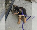 Small Mutt