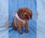 Small Photo #3 Cavalier King Charles Spaniel Puppy For Sale in ELIZABETHTON, TN, USA