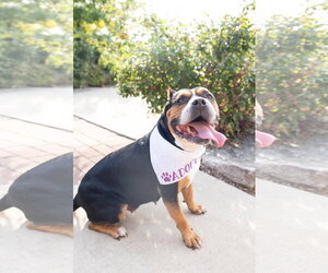 Mila - Female Mutt Dog for Adoption - Photo #25