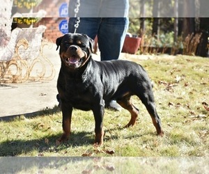 Father of the Rottweiler puppies born on 01/03/2024