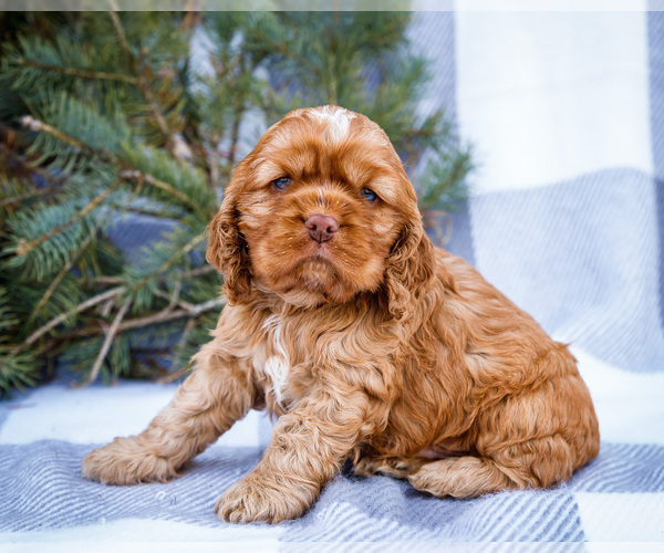Medium Photo #8 Cocker Spaniel Puppy For Sale in WAKARUSA, IN, USA
