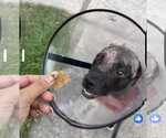 Small #2 Labrador Retriever Mix